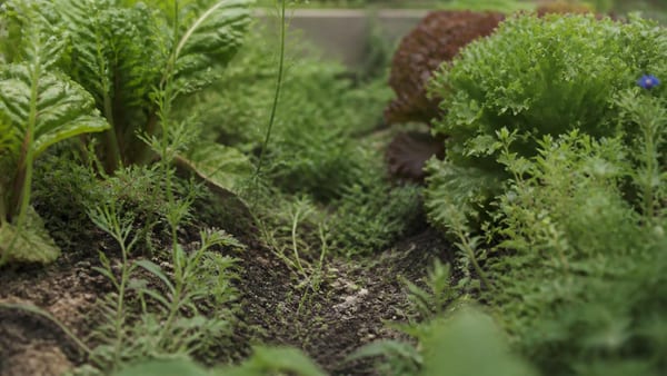 Et si on arrêtait de désherber tout en continuant à jardiner, que se passerait-il au jardin ?