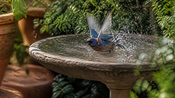 Baignade des oiseaux dans les points d'eau du jardin : pour se rafraichir ou pour se laver ?