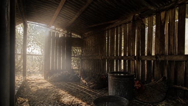 Canicule : comment sauver vos poules des grosses chaleurs ?