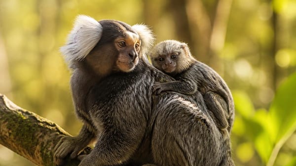 Chez les animaux aussi, on préfère les hommes déconstruits