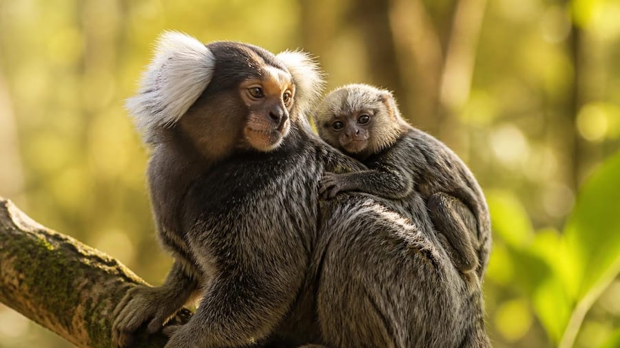 Chez les animaux aussi, on préfère les hommes déconstruits