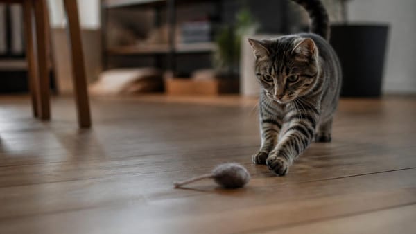 Comment savoir si mon chat aime les jeux que je lui propose ?