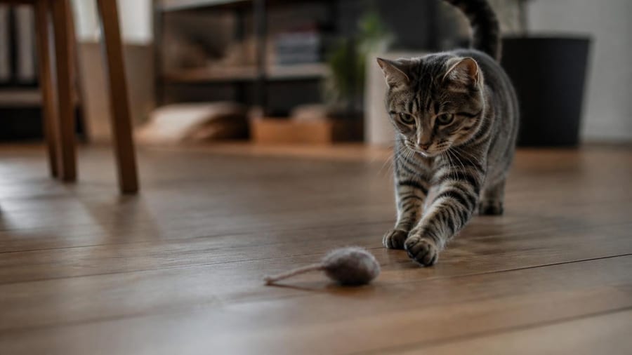 Comment savoir si mon chat aime les jeux que je lui propose ?