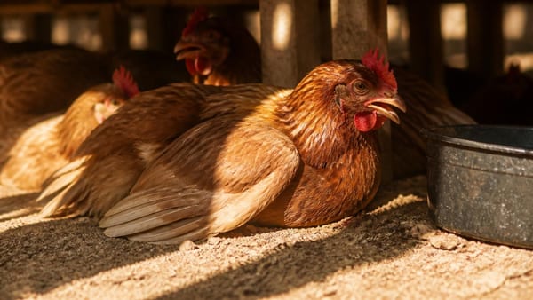 Fortes chaleurs : 9 signes qui montrent que vos poules souffrent vraiment !