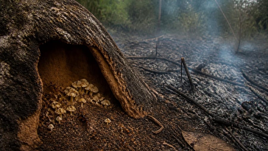 On enseigne aux enfants que l'homme a inventé l'agriculture : sous la terre d'Amérique du Sud, des…