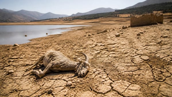 Canicules, sécheresses, inondations : le Maroc déjà bouleversé par le changement climatique