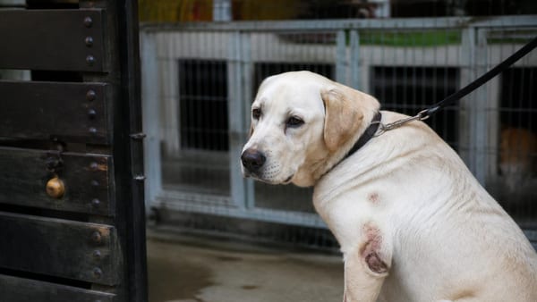 La pension pour animaux a négligé mon chien: quels sont mes recours?