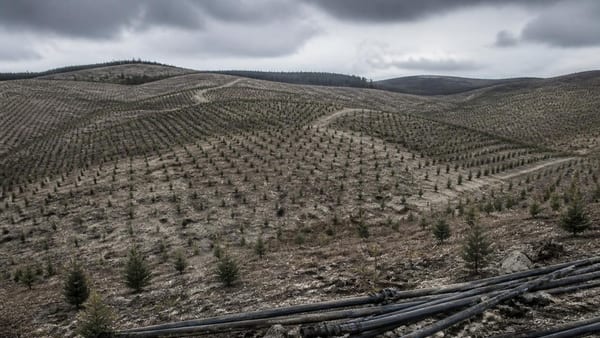 Planter des arbres, pas une solution magique pour le climat