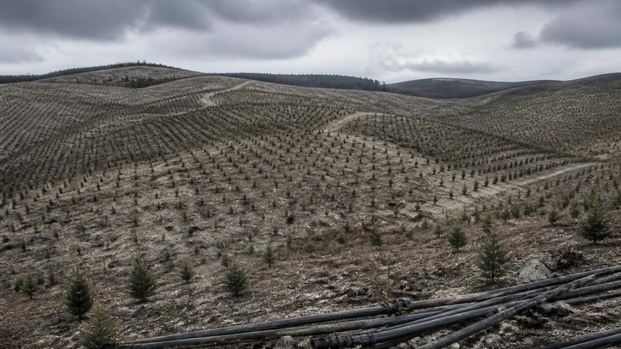 Planter des arbres, pas une solution magique pour le climat