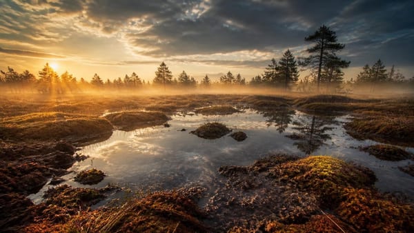 Questions d'environnement - Quel est le secret des tourbières face au réchauffement climatique?